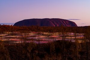 Field of Light Uluru
